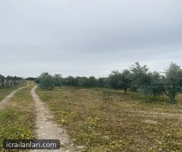 Satılık Tarla - Balıkesir Bandırma