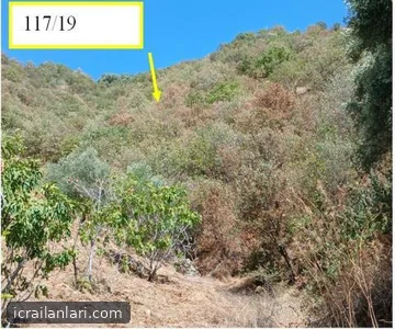Satılık Tarla - Aydın Nazilli