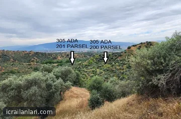 Satılık Zeytinlik - Aydın Nazilli