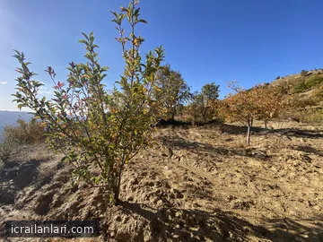 Satılık Tarla - Manisa Alaşehir