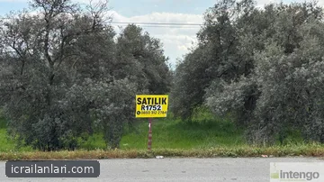 Satılık Zeytinlik - İzmir Bayındır