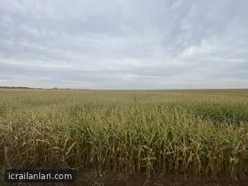 Satılık Tarla - Şanlıurfa Viranşehir