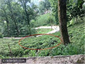Satılık Tarla - Rize Ardesen