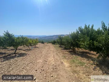 Satılık Bağ - Bilecik Osmaneli