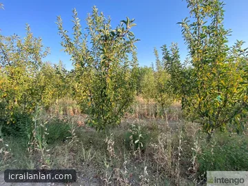 Satılık Tarla - Isparta Gelendost