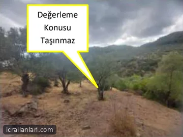 Satılık Zeytinlik - İzmir Bergama