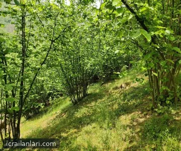 Arsa/Arazi - SAKARYA KOCAALİ - 3.924,96 m²