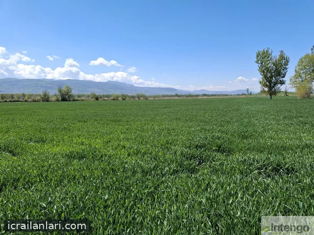 Satılık Tarla - Tokat Pazar ilan görseli