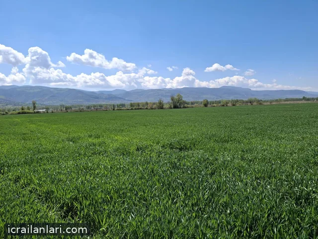 Satılık Tarla - Tokat Pazar ilan görseli 2