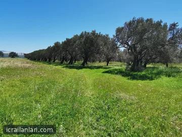 Satılık Arsa/Arazi - Manisa Akhisar