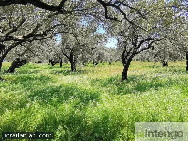 Satılık Arsa/Arazi - Manisa Akhisar ilan görseli 3