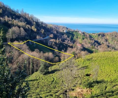 Artvin Hopa Satılık Arsa - 3.921,16 m² - 2.970.000 TL