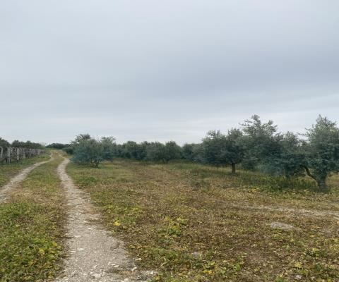 Balıkesir Bandırma Satılık Arsa - 23.300 m² - 10.890.000 TL