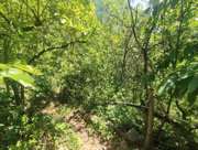Satılık Tarla - Artvin Merkez