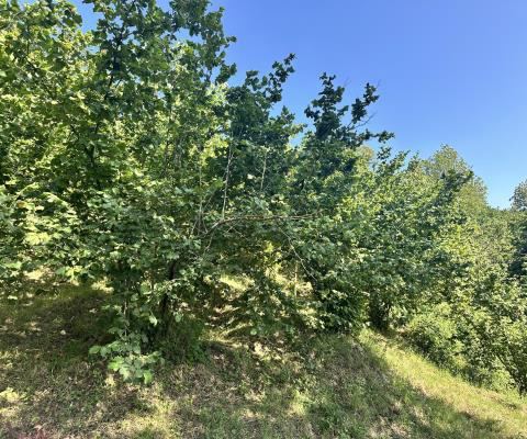 Düzce Merkez Satılık Arsa - 6.977,23 m² - 1.815.000 TL