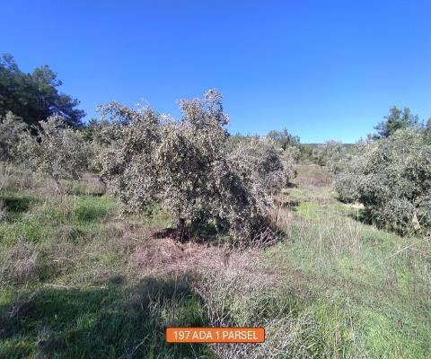 İzmir Selçuk Satılık Arsa - 4.646,46 m² - 2.640.000 TL