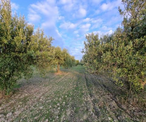 Manisa Akhisar Satılık Arsa - 4.640 m² - 2.000.000 TL