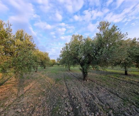 Manisa Akhisar Satılık Arsa - 4.640 m² - 2.000.000 TL