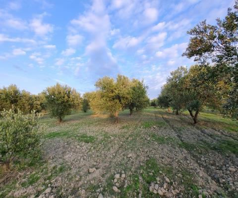 Manisa Akhisar Satılık Arsa - 4.640 m² - 2.000.000 TL