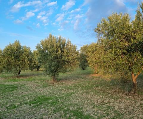 Manisa Akhisar Satılık Arsa - 4.640 m² - 2.000.000 TL