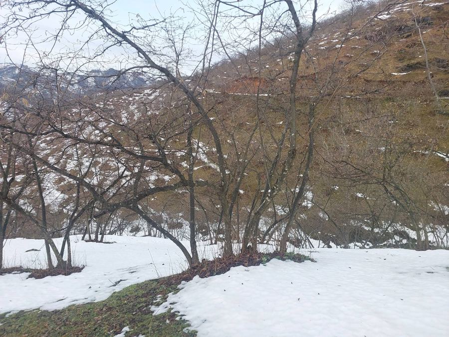 Ordu İkizce Satılık Arsa - 6.580,97 m² - 1.600.000 TL