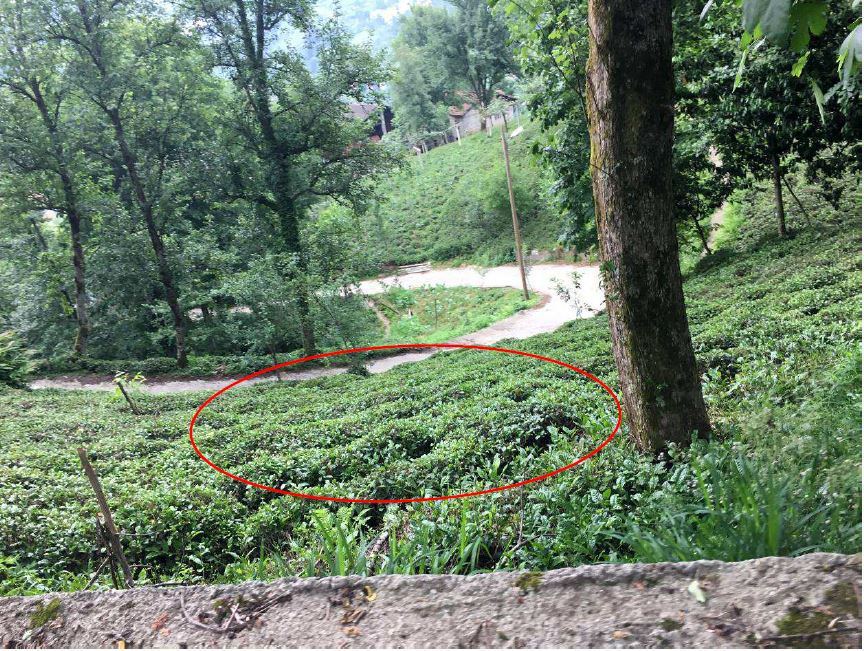 Rize Ardesen Satılık Arsa - 1.557 m² - 800.000 TL