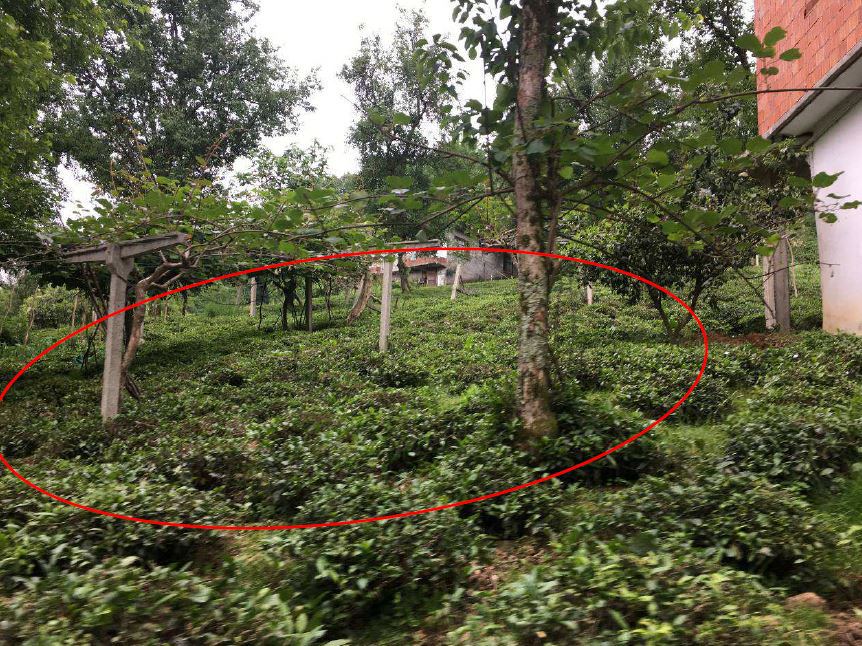 Rize Ardesen Satılık Arsa - 1.557 m² - 800.000 TL