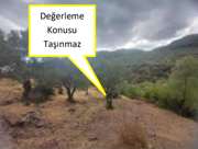 Satılık Zeytinlik - İzmir Bergama