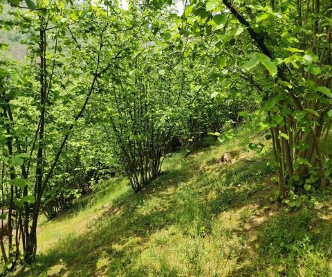 Sakarya Kocaali Satılık Arsa - 3.924,96 m² - 2.365.000 TL