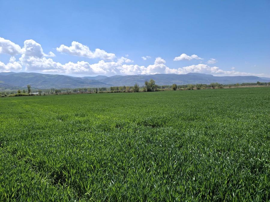 Tokat Pazar Satılık Arsa - 4.421 m² - 1.900.000 TL
